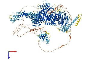 MSH6 Protein (AA 1-1358) (His tag)