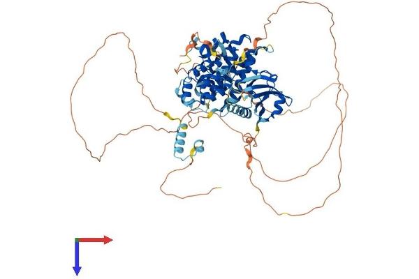 IRAK1 Protein (AA 1-712) (His tag)