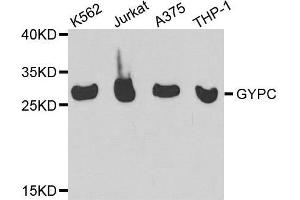 Western blot analysis of extracts of various cell lines, using GYPC antibody. (CD236/GYPC Antikörper  (AA 1-128))