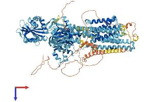 ATP2B4 Protein (AA 1-1205) (His tag)