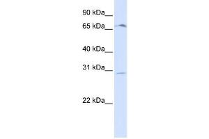 Western Blotting (WB) image for anti-Olfactory Receptor, Family 6, Subfamily C, Member 75 (OR6C75) antibody (ABIN2458856)