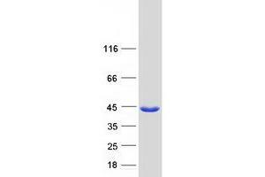 Validation with Western Blot (SGTB Protein (Myc-DYKDDDDK Tag))