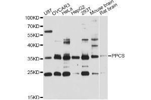 Western blot analysis of extracts of various cell lines, using PPCS antibody (ABIN6293766) at 1:3000 dilution. (PPCS Antikörper)