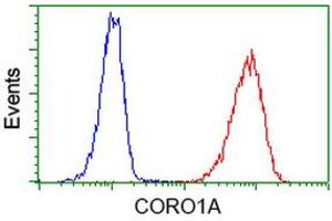 Image no. 3 for anti-Coronin, Actin Binding Protein, 1A (CORO1A) antibody (ABIN1497574) (Coronin 1a Antikörper)