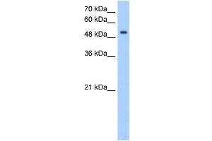 MFNG antibody used at 0.