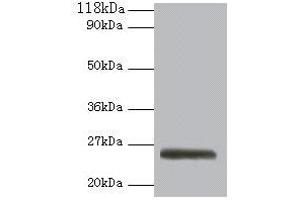 Western blot All lanes: ERAS antibody at 2 μg/mL + 293T whole cell lysate Secondary Goat polyclonal to rabbit IgG at 1/10000 dilution Predicted band size: 26 kDa Observed band size: 26 kDa (ERAS Antikörper  (AA 3-230))