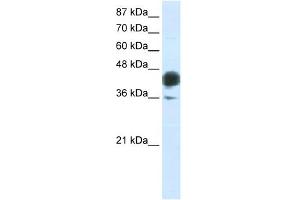 WB Suggested Anti-JUNB Antibody Titration:  0. (JunB Antikörper  (C-Term))