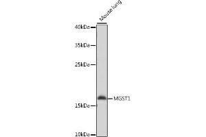 Western blot analysis of extracts of mouse lung, using MGST1 antibody (ABIN7268513) at 1:1000 dilution. (MGST1 Antikörper  (AA 1-100))