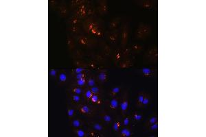 Immunofluorescence analysis of H9C2 cells using POFUT2 Rabbit pAb (ABIN6130656, ABIN6145875, ABIN6145876 and ABIN6215831) at dilution of 1:100. (POFUT2 Antikörper  (AA 240-370))