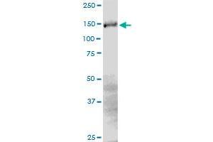 CEBPZ MaxPab polyclonal antibody.