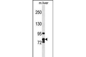 CCNF Antibody (Center) (ABIN1538458 and ABIN2849818) western blot analysis in mouse liver tissue lysates (35 μg/lane). (Cyclin F Antikörper  (AA 496-524))