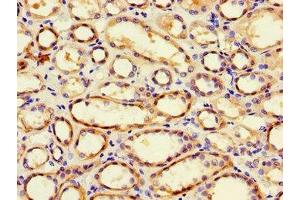 Immunohistochemistry of paraffin-embedded human kidney tissue using ABIN7163908 at dilution of 1:100 (Pgap2 Antikörper  (AA 45-114))