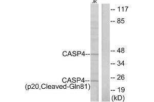 Western blot analysis of extracts from Jurkat cells, using CASP4 (p20, Cleaved-Gln81) antibody. (Caspase 4 Antikörper  (Cleaved-Gln81))