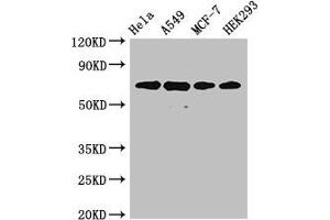 Western Blot Positive WB detected in: Hela whole cell lysate, A549 whole cell lysate, MCF-7 whole cell lysate, HEK293 whole cell lysate All lanes: XRCC6 antibody at 4 μg/mL Secondary Goat polyclonal to rabbit IgG at 1/50000 dilution Predicted band size: 70, 66 kDa Observed band size: 70 kDa (XRCC6 Antikörper  (AA 2-609))