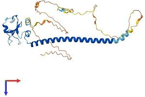 RNF212 Protein (AA 1-307) (His tag)