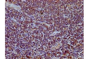 IHC image of ABIN7172441 diluted at 1:400 and staining in paraffin-embedded human lymph node tissue performed on a Leica BondTM system. (TEFM Antikörper  (AA 36-165))