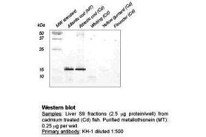 Western Blot (Metallothionein KH-1 Antikörper)
