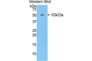 Western Blotting (WB) image for anti-Fibrous Sheath Interacting Protein 1 (FSIP1) (AA 109-328) antibody (ABIN1858923) (FSIP1 Antikörper  (AA 109-328))