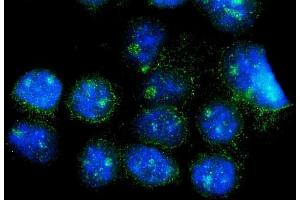 IF analysis of CISD2 using anti-CISD2 antibody (ABIN7602010).