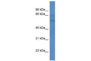 WB Suggested Anti-GPR75 Antibody Titration:  0.