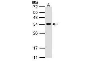 Image no. 3 for anti-VAMP (Vesicle-Associated Membrane Protein)-Associated Protein A, 33kDa (VAPA) (AA 79-92) antibody (ABIN467553) (VAPA Antikörper  (AA 79-92))