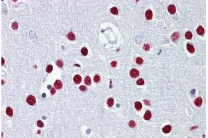 Anti-TUB antibody IHC staining of human brain, cortex. (TUB Antikörper  (AA 144-193))