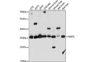 Western blot analysis of extracts of various cell lines, using N antibody (ABIN7268967) at 1:1000 dilution. (NAIF1 Antikörper  (AA 1-110))