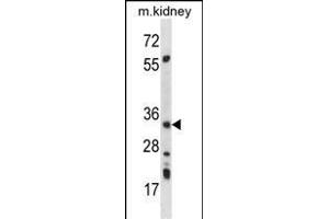 PRKAB2 Antibody (A18) (ABIN391055 and ABIN2841212) western blot analysis in mouse kidney tissue lysates (35 μg/lane). (PRKAB2 Antikörper  (N-Term))