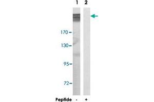 Western blot analysis of extracts from COLO 205 cells, using MEGF8 polyclonal antibody . (MEGF8 Antikörper)