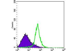 Flow cytometric analysis of Hela cells using ITGA5 mouse mAb (green) and negative control (purple). (ITGA5 Antikörper)