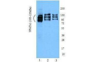 Western Blotting (WB) image for anti-Nuclear Factor of Activated T-Cells, Cytoplasmic, Calcineurin-Dependent 1 (NFATC1) (AA 197-304) antibody (ABIN2666355) (NFATC1 Antikörper  (AA 197-304))