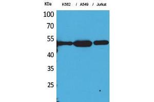 Western Blot (WB) analysis of K562, A549, Jurkat cells using Acetyl-Tubulin alpha (K352) Polyclonal Antibody. (alpha Tubulin Antikörper  (acLys352))