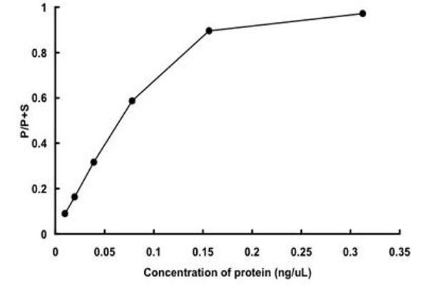 PAK2 Protein (AA 1-524) (GST tag)