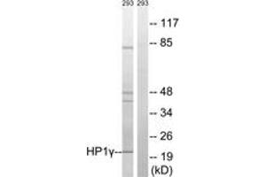 Western blot analysis of extracts from 293 cells, using HP1 gamma (Ab-93) Antibody.