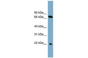 WB Suggested Anti-SLC24A4 Antibody Titration:  0. (SLC24A4 Antikörper  (N-Term))
