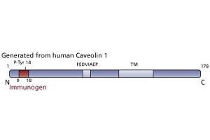 Image no. 3 for anti-Caveolin (CAV) (pTyr14) antibody (ABIN968481)