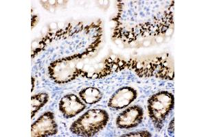Anti-CTBP2 antibody, IHC(F) IHC(F): Rat Intestine Tissue (CTBP2 Antikörper  (C-Term))