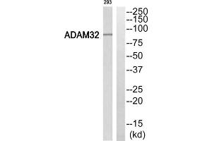 Western Blotting (WB) image for anti-ADAM Metallopeptidase Domain 32 (ADAM32) (Internal Region) antibody (ABIN1850692) (ADAM32 Antikörper  (Internal Region))