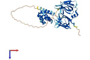 AIM2 Protein (AA 1-354) (His tag)