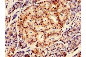 Immunohistochemistry of paraffin-embedded human pancreatic tissue using ABIN7167601 at dilution of 1:100 (RGS2 Antikörper  (AA 1-211))