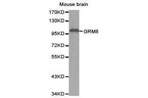 Western Blotting (WB) image for anti-Glutamate Receptor, Metabotropic 8 (GRM8) antibody (ABIN1872903) (GRM8 Antikörper)