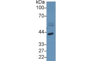Western Blotting (WB) image for anti-Inhibin, beta A (INHBA) (AA 311-426) antibody (ABIN7432721)