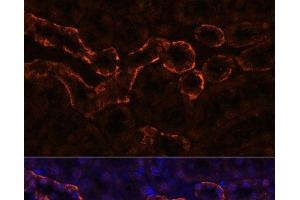 Immunofluorescence analysis of Mouse kidney using AQP3 Polyclonal Antibody at dilution of 1:100. (AQP3 Antikörper)