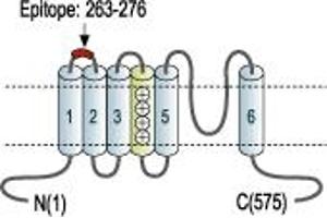 Representative domain view of the target of ABIN7885296.