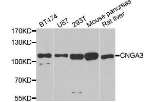 Western blot analysis of extracts of various cell lines, using CNGA3 antibody. (CNGA3 Antikörper  (AA 1-165))