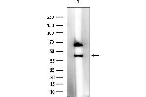 Western blot analysis of lysates from Rat brain, using MAGB6 Mouse Monoclonal Antibody at 1/1000 dilution.