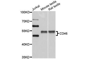Western blot analysis of extracts of various cell lines, using CD46 antibody (ABIN5970817) at 1/1000 dilution. (CD46 Antikörper)