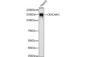 Western blot analysis of extracts of HepG2 cells, using CE antibody (ABIN7266083) at 1:500 dilution. (CEACAM1 Antikörper)