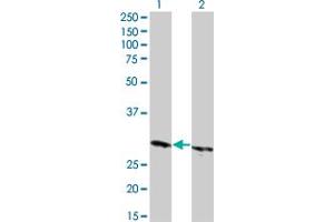 Western Blot analysis of HMGB1 expression in transfected 293T cell line by HMGB1 monoclonal antibody (M04), clone 1B2. (HMGB1 Antikörper  (AA 1-215))