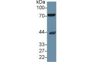 Western Blotting (WB) image for anti-Heat Shock 70kDa Protein 8 (HSPA8) (AA 534-615) antibody (ABIN7439072)